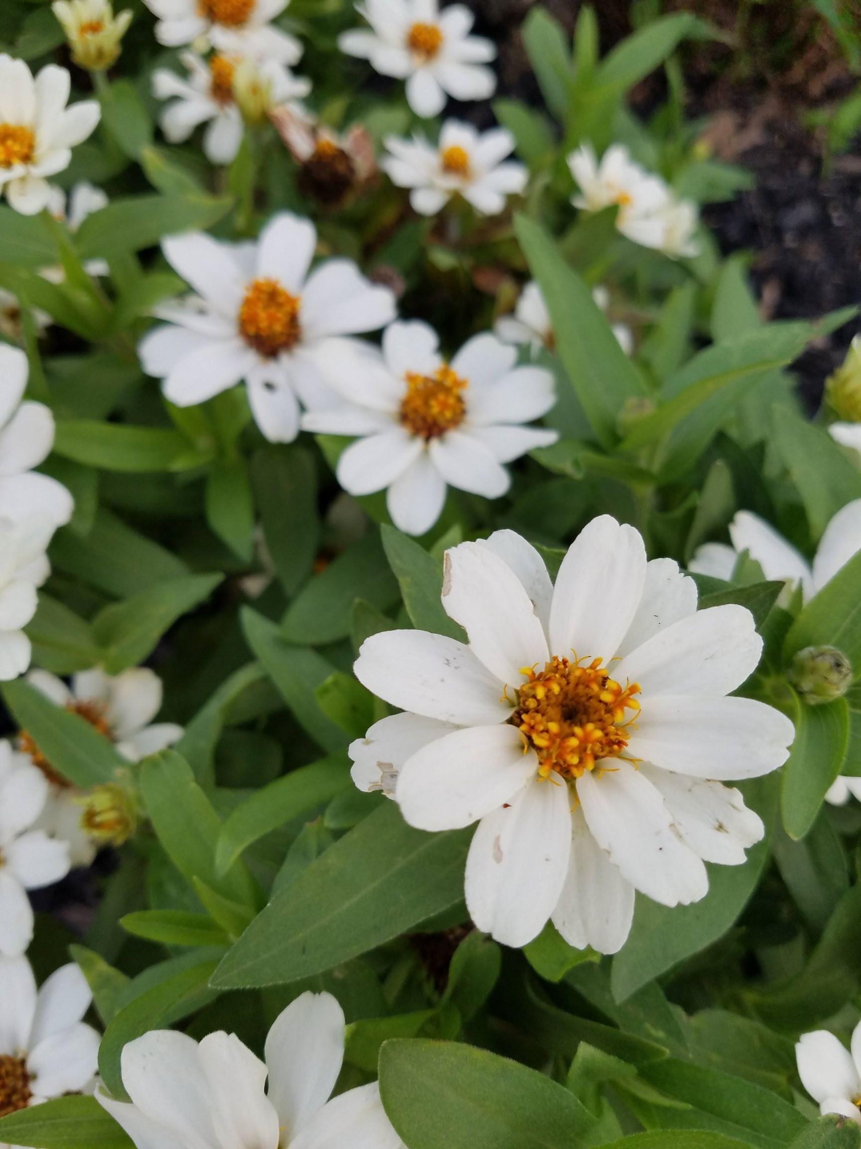 Sensory Garden